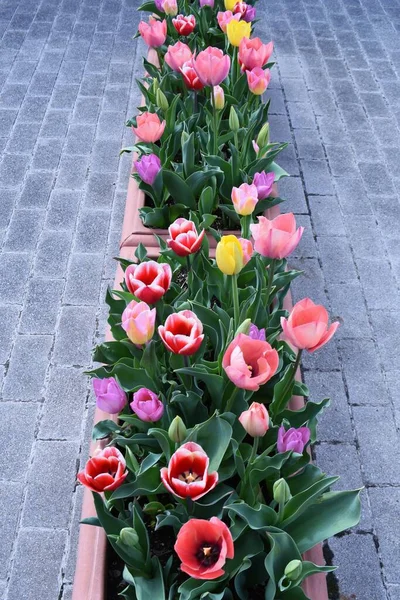 Flores Tulipán Plena Floración Jardín Flores Del Jardín Botánico —  Fotos de Stock