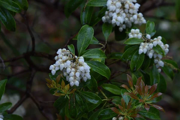 Άνθη Ιαπωνικής Ανθομέδας Pieris Japonica Λουλούδια Σχήμα Καμπάνας Έρχονται Από — Φωτογραφία Αρχείου