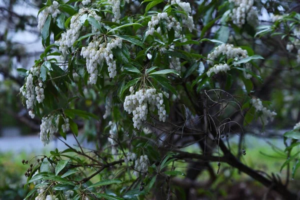 Japanese Andoromeda Pieris Japonica Flowers Bell Shaped Flowers Come February — Stock Photo, Image