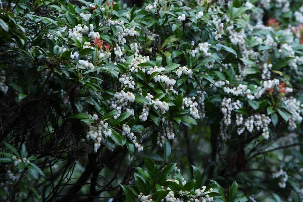 Japanische Andoromeda Pieris Japonica Blüht Die Glockenförmigen Blüten Kommen Februar — Stockfoto