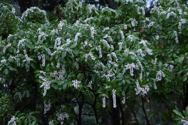 Japonské Květy Andoromedy Pieris Japonica Zvonovité Květy Přicházejí Únoru Dubnu — Stock fotografie