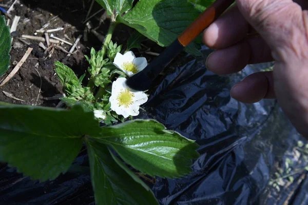 Cultivo Morango Polinização Artificial Morangos Quando Flores Florescem Março Polinize — Fotografia de Stock