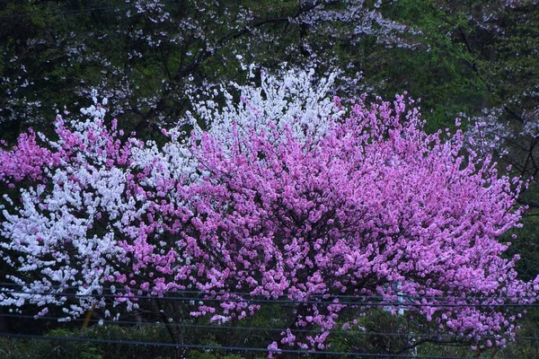 Hana Şeftalisi Yol Boyunca Çiçek Açar — Stok fotoğraf