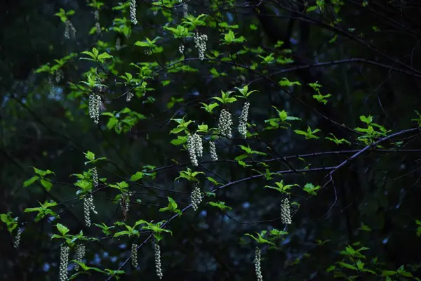 Stachyurus Praecox Kibushi Flowers Stachyuraceae Dioecious Deciduous Shrub Flowers Attached — Stock Photo, Image