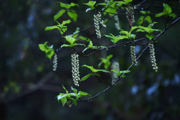 Stachyurus Praecox Kibushi Flowers Stachyuraceae Dioecious Deciduous Shrub Flowers Attached — Stock Photo, Image