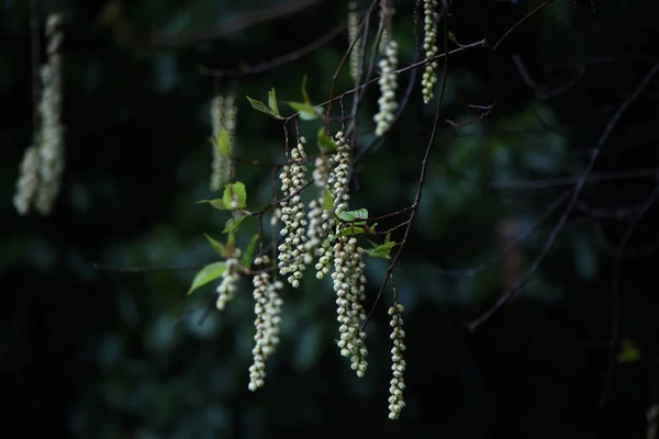 Stachyurus Praecox Kibushi 학명은 Dioecious Deciduous Shrub 월부터 월까지 노란색 — 스톡 사진