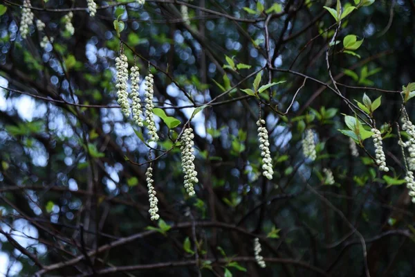 Stachyurus Praecox Kibushi 학명은 Dioecious Deciduous Shrub 월부터 월까지 노란색 — 스톡 사진