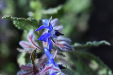 Borage çiçekleri. Boraginaceae yıllık bitkisi. Her tarafı beyaz saçlarla kaplı ve yıldız şeklinde çiçekler açıyor. Çiçekler yenilebilir ve şifalıdır. Ressamlar için de boya olarak.
