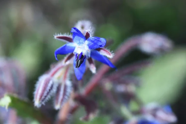 Borage Flowers Boraginaceae Annual Herb Whole Covered White Hair Blooms — Stock Photo, Image