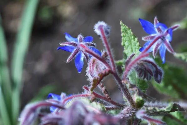 Borage Flowers Boraginaceae Annual Herb Whole Covered White Hair Blooms — Stock Photo, Image