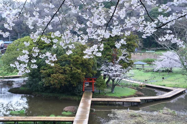 Mokrý Park Třešňovými Květy Plném Květu Nakai Town Kanagawa Prefektura — Stock fotografie