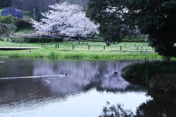 Parque Zonas Húmidas Com Flores Cerejeira Plena Floração Nakai Town — Fotografia de Stock