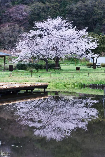 Parco Acquatico Con Fiori Ciliegio Piena Fioritura Nakai Town Prefettura — Foto Stock