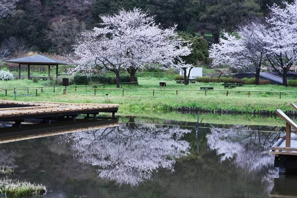 Parque Zonas Húmidas Com Flores Cerejeira Plena Floração Nakai Town — Fotografia de Stock