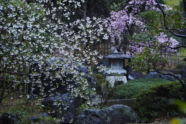 Klidná Zahrada Japonském Stylu Mokrá Jarním Dešti — Stock fotografie