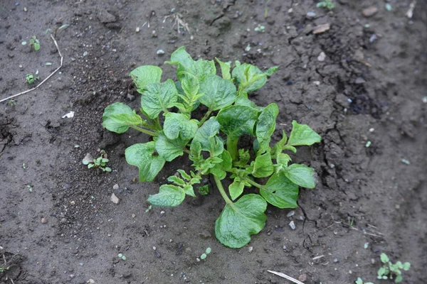 Cultivo Batata Batatas São Plantadas Por Volta Março Colhidas Por — Fotografia de Stock