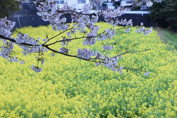 Flor Estética Japonesa Flor Cereja Floresce Uma Vez Primavera Dispersa — Fotografia de Stock