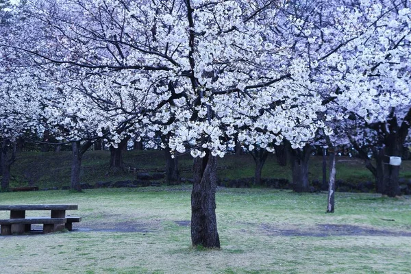 Fiore Estetico Giapponese Fiore Ciliegio Fiorisce Tutto Una Volta Primavera — Foto Stock