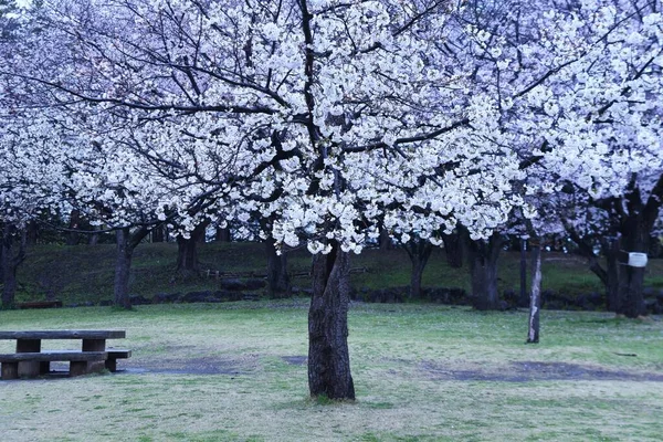 Flor Estética Japonesa Flor Cereja Floresce Uma Vez Primavera Dispersa — Fotografia de Stock