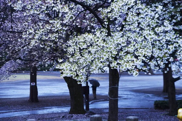 Ιαπωνικό Αισθητικό Λουλούδι Κεράσι Ανθίζει Ταυτόχρονα Την Άνοιξη Και Διαλύεται — Φωτογραφία Αρχείου
