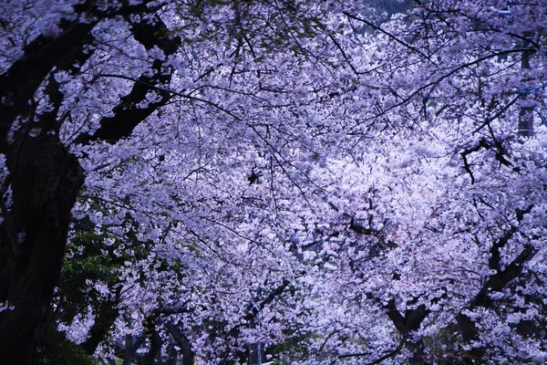 Japanse Esthetische Bloem Kersenbloesem Het Bloeit Allemaal Tegelijk Het Voorjaar — Stockfoto
