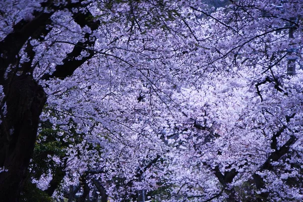 Japon Estetik Çiçeği Kiraz Çiçeği Lkbaharda Bir Anda Çiçek Açar — Stok fotoğraf