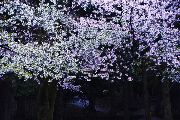 Japonský Estetický Květ Třešňový Květ Kvete Najednou Jaře Rozplyne Mrknutím — Stock fotografie