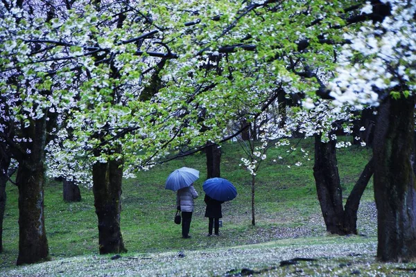 Ιαπωνικό Αισθητικό Λουλούδι Κεράσι Ανθίζει Ταυτόχρονα Την Άνοιξη Και Διαλύεται — Φωτογραφία Αρχείου