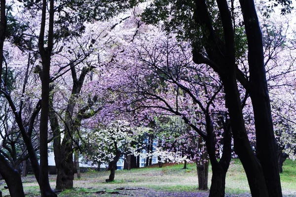 Flor Estética Japonesa Flor Cereja Floresce Uma Vez Primavera Dispersa — Fotografia de Stock