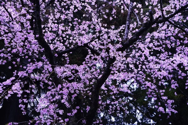 Japán Esztétikai Virág Cseresznyevirág Egyszerre Virágzik Tavasszal Egy Szempillantás Alatt — Stock Fotó