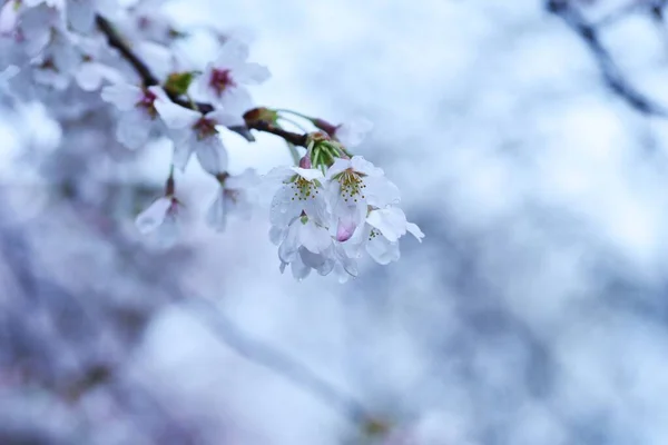 그것은 피우고 사이에 퍼진다 그리고 분산의 아름다움은 죽음에 일본인 — 스톡 사진