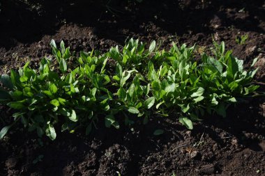 Sebze bahçesinde ıspanak yetiştiriciliği. Tohumlar Kasım ayında ekilir ve kışın soğuğuna maruz kalır ve Şubat ayı civarında güçlü bir tatlılıkla lezzetli ıspanaklar toplanır..