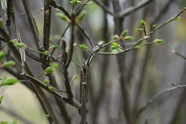 Prýštící Okřídlený Vřeten Listnatý Keř Celastraceae Tři Největší Podzimní Stromy — Stock fotografie
