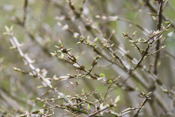 Winged spindle tree Sprout. Celastraceae deciduous shrub. The world\'s three largest autumnal trees. The branches are cork and winged. Used for garden trees, hedges and bonsai.