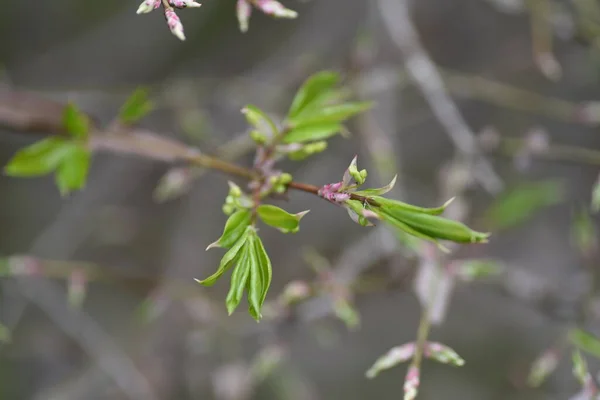 Winged spindle tree Sprout. Celastraceae deciduous shrub. The world\'s three largest autumnal trees. The branches are cork and winged. Used for garden trees, hedges and bonsai.