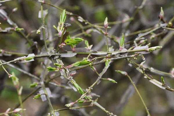 Winged Spindle Tree Sprout Celastraceae Deciduous Shrub World Three Largest — Stock Photo, Image