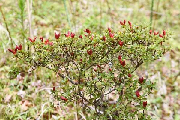 Rhododen Obtusum Kurume Azarea Virágai Virágozni Kezdenek Ericaceae Örökzöld Cserje — Stock Fotó
