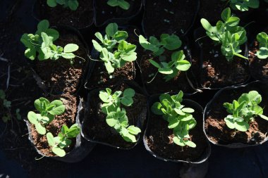 Sebze bahçesinde bezelye yetiştiriyorum. Tarım metodu sonbaharda tohum ekmek ve tohumların kışın ekilmesine izin vermektir. Nisan ayında çiçeklerin açmasından yaklaşık 20 gün sonra toplanabilir..