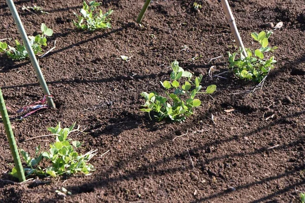 완두콩을 밭에서 은가을에 뿌리고 늦겨울에는 묘목을 것이다 수확할 수있다 — 스톡 사진