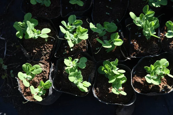 Sebze bahçesinde bezelye yetiştiriyorum. Tarım metodu sonbaharda tohum ekmek ve tohumların kışın ekilmesine izin vermektir. Nisan ayında çiçeklerin açmasından yaklaşık 20 gün sonra toplanabilir..