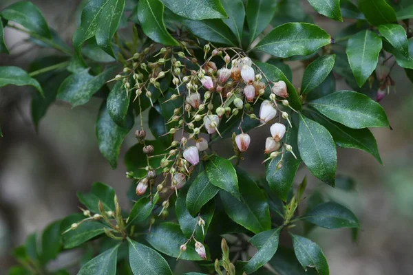Kapsle Japonské Andromedy Věčně Zelené Keře Ericaceae Jedovaté Rostliny Jaře — Stock fotografie