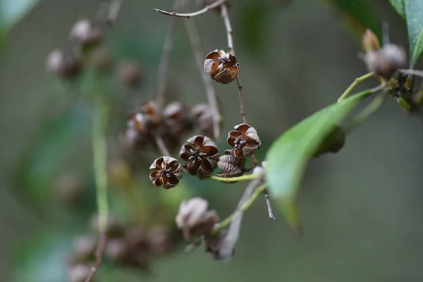 Kapsle Japonské Andromedy Věčně Zelené Keře Ericaceae Jedovaté Rostliny Jaře — Stock fotografie