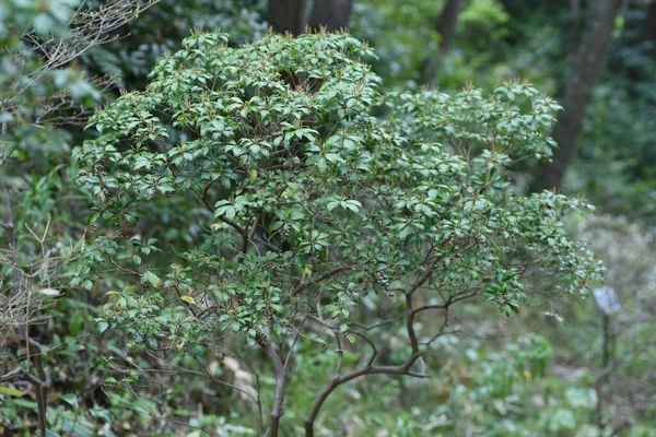 Japon andromeda kapsülleri. Ericaceae Evergreen zehirli çalı bitkileri. Birçok çömlek şekilli beyaz çiçek baharda açar ve sonbaharda 5 kapsül bölünür..