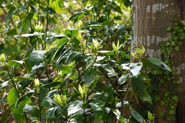 Japanese Laurel Aucuba Japonica Flowers Dioecious Aucubaceae Evergreen Shade Shrub — Stock Photo, Image