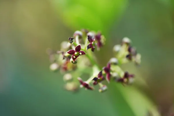 Japanischer Lorbeer Aucuba Japonica Blüht Zweihäusiger Aucubaceae Immergrüner Schattenstrauch — Stockfoto