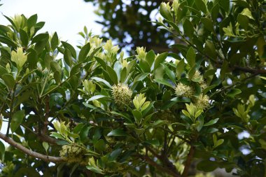 Ilex integra çiçekleri. Dioecious Aquifoliaceae her zaman yeşil ağaç. Çiçek mevsimi Nisan 'dan Mayıs' a kadardır..