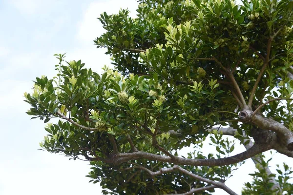 Ilex Integra Flowers Dioecious Aquifoliaceae Evergreen Tree Цветочный Сезон Апреля — стоковое фото