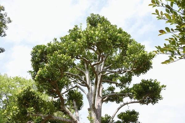 Ilex Integra Flores Dioecious Aquifoliaceae Evergreen Tree Época Floração Abril — Fotografia de Stock