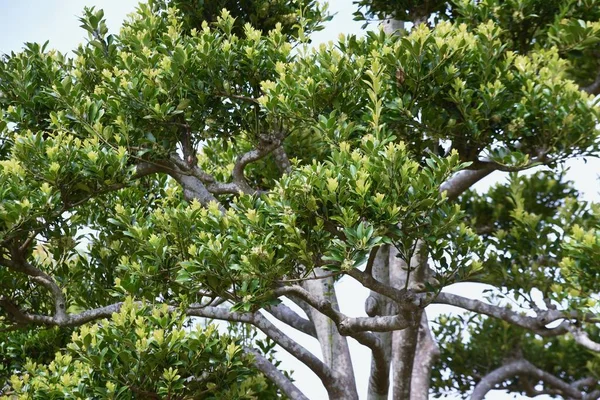 Ilex Integra Flowers Dioecious Aquifoliaceae Evergreen Tree Цветочный Сезон Апреля — стоковое фото