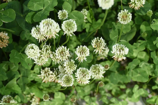 白いクローバーの花 草丈の長い植物 7月は開花期で 蜜の植物でもあります — ストック写真